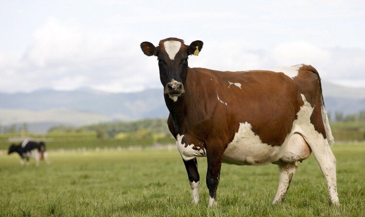 Vacas leiteiras em uma fazenda perto de Ashburton, Nova Zelândia (Martin Hunter/Getty Images)
