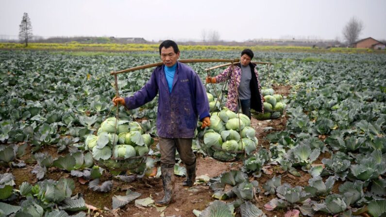 Agricultores colhem repolho no condado de Huarong, na província de Hunan, no sul da China, em 5 de março de 2020 (Noel Celis/AFP via Getty Images)
