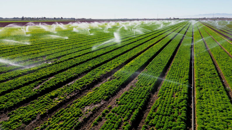 Aspersores regando um campo de alface em Holtville, Califórnia, em 9 de fevereiro de 2023 (Sandy Huffaker/AFP via Getty Images)
