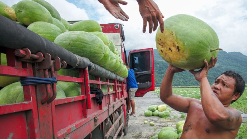 A foto tirada em 19 de junho de 2023 mostra trabalhadores carregando melancias colhidas em um caminhão no município de Datong, no condado de Yilan (Foto de Sam Yeh / AFP) (Foto de SAM YEH / AFP via Getty Images)