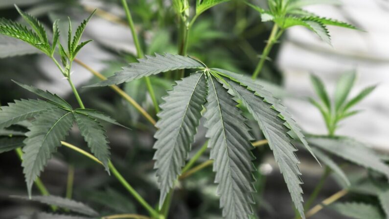 Plantas de maconha crescem no dispensário de maconha Green Pearl Organics em Desert Hot Springs, Califórnia, em 1º de janeiro de 2018. (Robyn Beck/AFP via Getty Images)