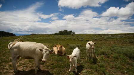 20% das amostras de leite no varejo nos Estados Unidos testaram positivo para gripe aviária, segundo FDA