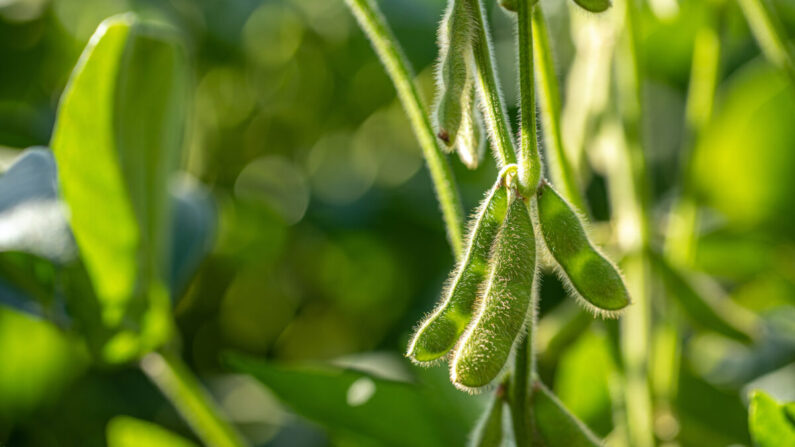 Plantação de soja (Shutterstock)