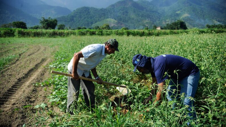 Rio de Janeiro - Colheita de batata-doce biofortificada, fornecida pela Embrapa para alguns produtores rurais de Magé-RJ alcança boa produtividade (Tomaz Silva/Agência Brasil) 