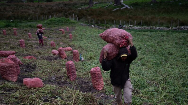 Os agricultores colhem a colheita de batatas cultivadas em Mucuchies, estado de Mérida, Venezuela, em 3 de agosto de 2023. Dezenas de agricultores e produtores de leguminosas, frutas e vegetais colhem suas colheitas e depois as transportam para mercados em diferentes estados do país para abastecer. mercados locais (Foto de MIGUEL ZAMBRANO/AFP via Getty Images)