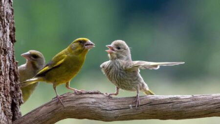 Comedy Wildlife Photography Awards anuncia finalistas hilários