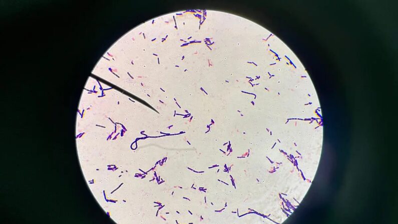Bactérias vistas por microscópio (Stjrw/Shutterstock)
