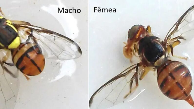 Mosca-da-carambola (© Wilda Pinto/Ministério da Agricultura)