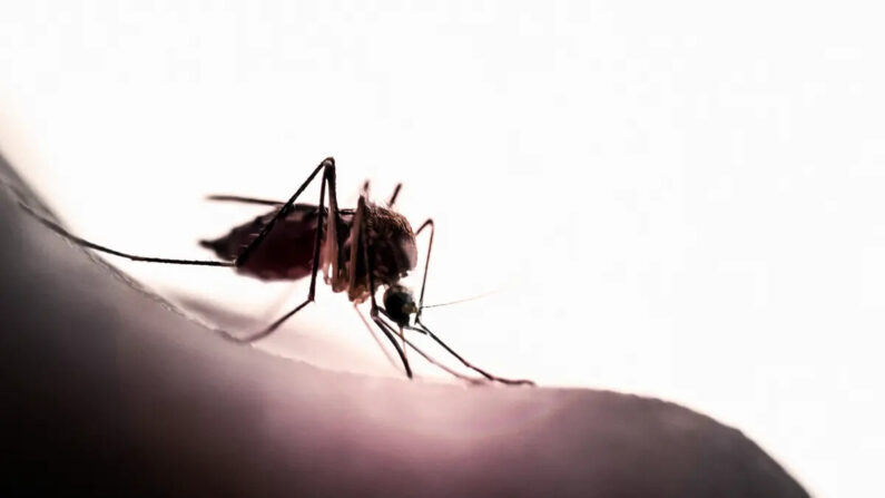 Mosquitos pousam em tecido resistente a picadas durante um bioensaio in vivo no qual eles não conseguem sondar o tecido devido ao pequeno tamanho dos poros (Christopher Badzioch/iStock)
