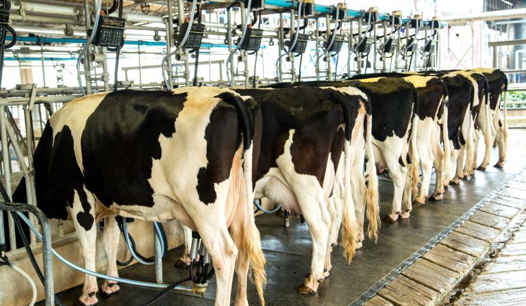 O Brasil é o 3º maior produtor mundial de leite (Fonte: Agência Câmara de Notícias)