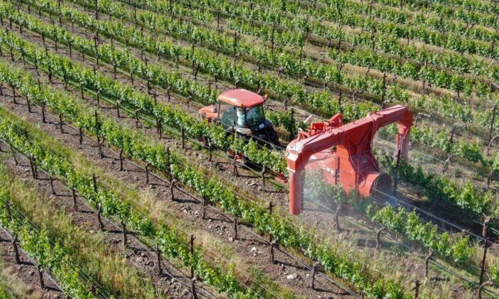 Um trator pulveriza defensivos agrícolas em Napa Valley, Califórnia (bonandbon/Shutterstock)
