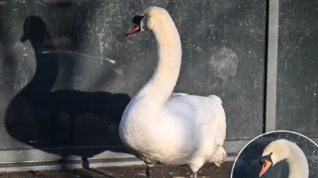 Cisne olha para seu reflexo nas janelas para lamentar o parceiro morto e toca corações