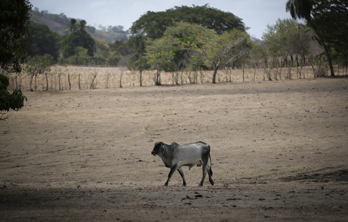 Foto de arquivo datada de 12 de maio de 2023, mostrando uma vaca em um pasto seco na Península de Azuero, Panamá (EFE/ Bienvenido Velasco)
