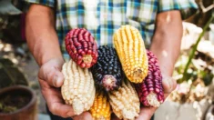 O milho transgênico é seguro para se comer? Compreendendo a disputa comercial de milho EUA-México