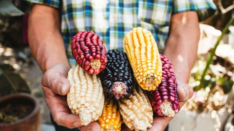 Variedades de milho (Marcos Castillo/Shutterstock)
