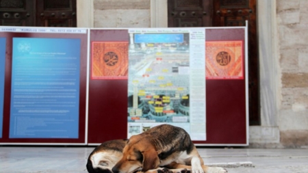 Turquia estuda sacrificar 4 milhões de cães de rua caso não sejam adotados em 30 dias