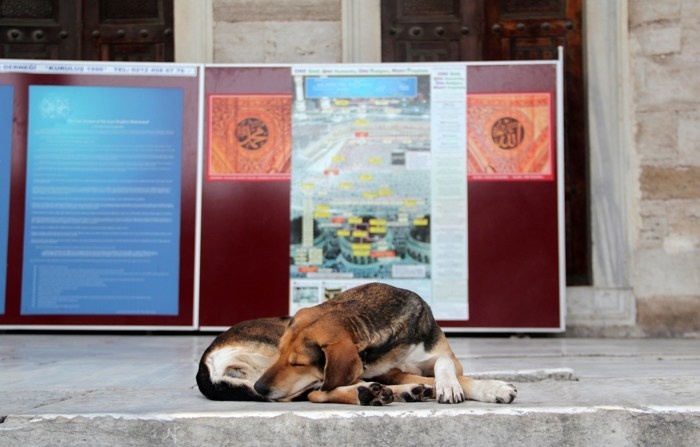 Na imagem de arquivo, um cão de rua dorme no pátio da Mesquita Azul em Istambul (EFE/ Ilya U. Topper)