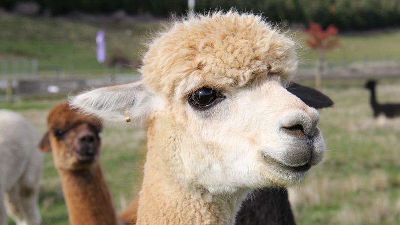 Alpacas (Imagem de Sharon Ang por Pixabay)