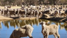 Agricultores australianos alertam perdas de milhões de dólares devido à proibição da exportação de ovelhas