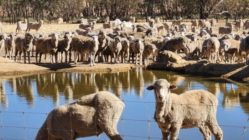 Ovelhas bebem de uma pequena represa em um piquete de uma fazenda no sul da Austrália Ocidental em 24 de março de 2024. (Susan Mortimer/The Epoch Times)