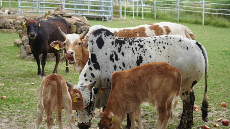 Fazenda de criação de vacas (Imagem de Matthias Böckel por Pixabay)