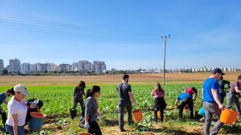 Voluntários da Momentum Unity colhem couve-rábano em Israel em janeiro de 2024. (Cortesia de Bethann Johnston)
