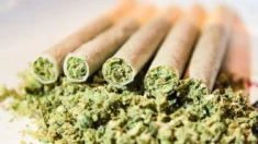 Uso de cannabis está ligado a maior risco de COVID-19 grave, diz estudo