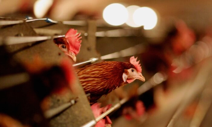 Aves domésticas em uma imagem de arquivo (Jamie McDonald/Getty Images)