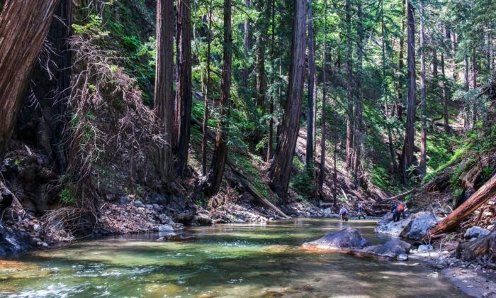 Redwoods ao longo do rio Little Sur em Big Sur, na costa da Califórnia. Uma tribo nativa americana recuperou uma pequena parte das terras ancestrais na costa de Big Sur, na Califórnia, que foram perdidas para a colonização espanhola há quase 250 anos (Doug Steakley/Western Rivers Conservancy via AP)
