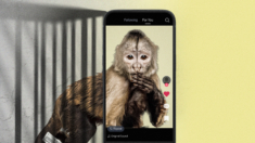 As redes sociais “glamourizam” a posse de macacos  – os resultados são péssimos