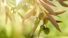 Folhas de oliveira contêm compostos com potencial de combate ao melanoma
