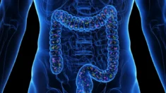 A sobrevivência após o transplante de órgãos pode depender do microbioma intestinal, aponta estudo