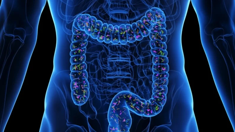 Ilustração do intestino (Sebastian Kaulitzki/Shutterstock)
