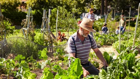 Jardinagem aumenta a percepção de saúde de sobreviventes de câncer mais velhos