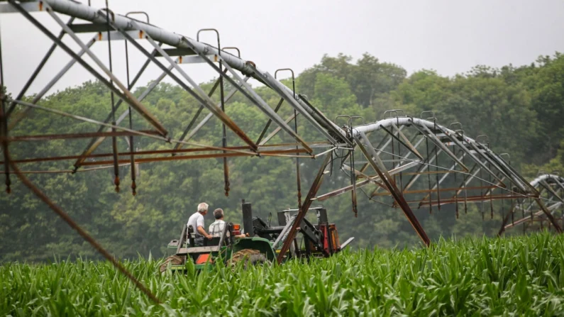 Agricultores de Indiana conduzem um trator em seu milharal em uma foto de arquivo (Scott Olson/Getty Images)
