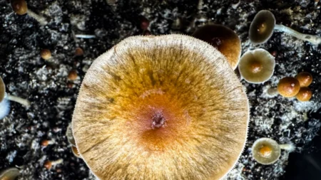 Algumas gomas com infusão de cogumelos contêm substâncias ilegais, aponta CDC
