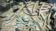 Oficina de jade de 3.400 anos encontrada nas enigmáticas ruínas chinesas de Sanxingdui