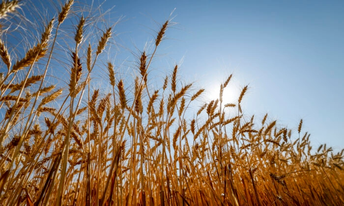 Cabeças de trigo alcançam o sol em um campo perto de Cremona, Alberta, em 6 de setembro de 2022. (Jeff McIntosh/The Canadian Press)

