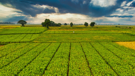 Governo anuncia liberação de R$ 210 milhões para seguro rural no Rio Grande do Sul