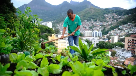 Governo federal publica lei que promete aumentar produção de alimentos nas cidades