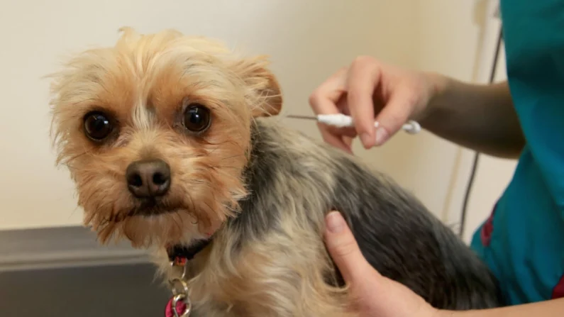 Ruby, um Yorkshire Terrier de dois anos, tem um microchip implantado pela veterinária Amy Jennett no PDSA Pet Hospital em Wolverhampton, Inglaterra, em 4 de abril de 2016 (Christopher Furlong/Getty Images)
