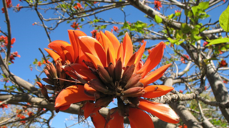  Inflorescência da  árvore coral da costa (Imagem de Tree Species via commons)