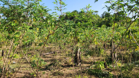 Praga quarentenária atinge lavouras de mandioca no Amapá e ameaça produção brasileira