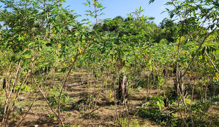 Praga quarentenária da mandioca é detectada pela primeira vez no Brasil no norte do estado do Amapá (Foto: Reprodução/gov.br)