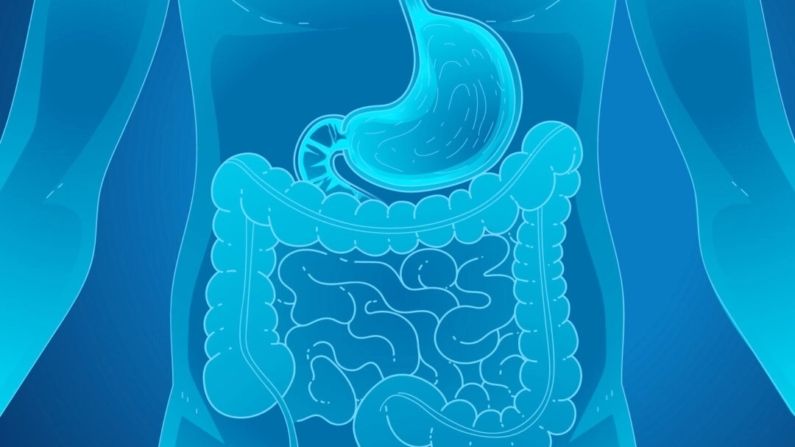 Ilustração do sistema digestivo (Usty/Shutterstock)