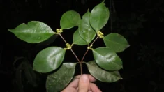 Único exemplar de árvore frutífera é encontrada no Rio de Janeiro