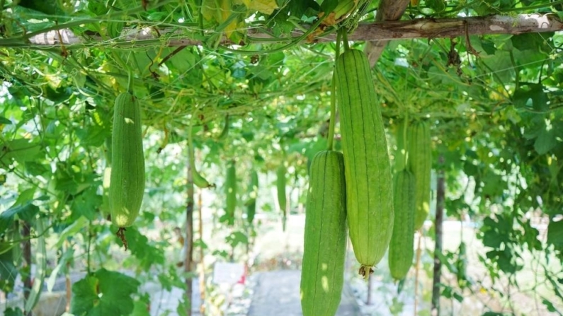 Cabaça de esponja (Sr.Anuwat Rumrod/Shutterstock)