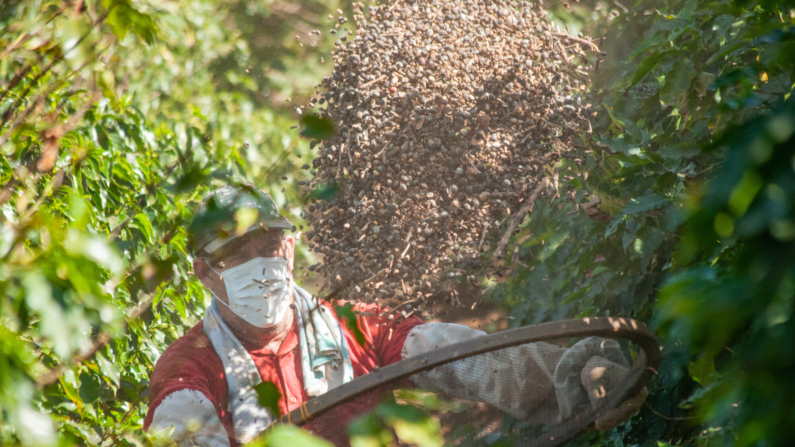  O café se destacou no aumento das exportações do agronegócio brasileiro em julho de 2024 (Foto: Matheus de Andrade Teixeira)