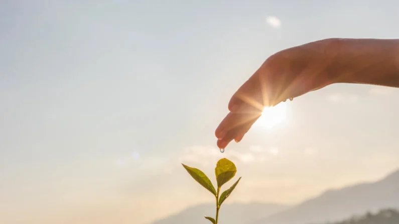 Todos os dias, você garante diligentemente que seu jardim tenha as melhores condições para florescer totalmente (HTWE/Shutterstock)
