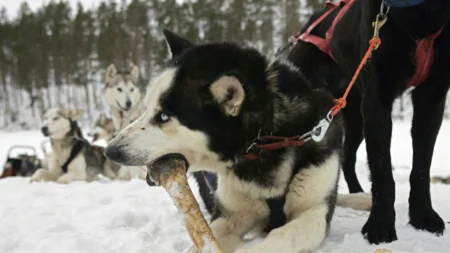 Dê um osso a um cachorro | Opinião